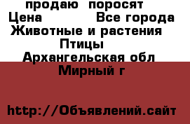 продаю  поросят  › Цена ­ 1 000 - Все города Животные и растения » Птицы   . Архангельская обл.,Мирный г.